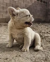 Ghost, a male French Bulldog for sale in North Las Vegas, NV – 6 of 10