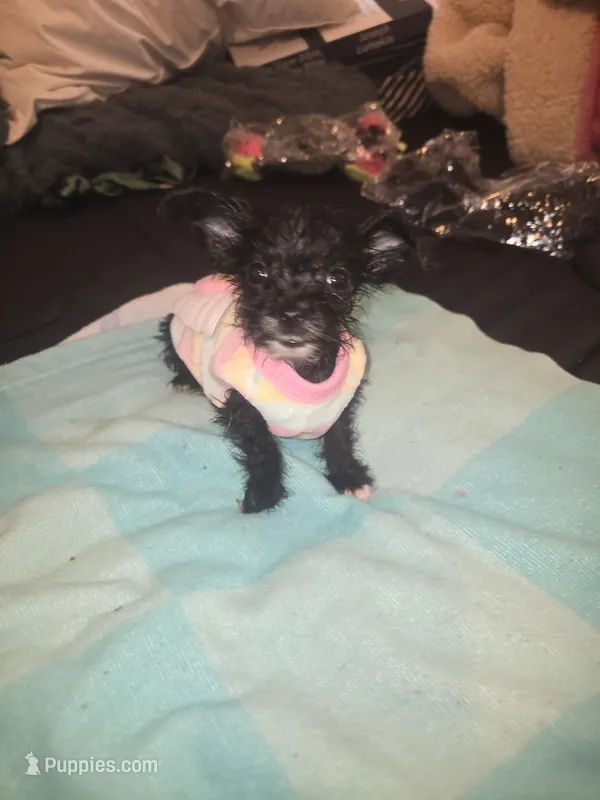 Little – Morkie puppy for sale in North Las Vegas, NV