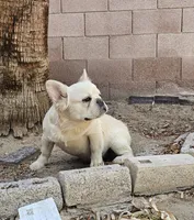 Ghost, a male French Bulldog for sale in North Las Vegas, NV – 2 of 6