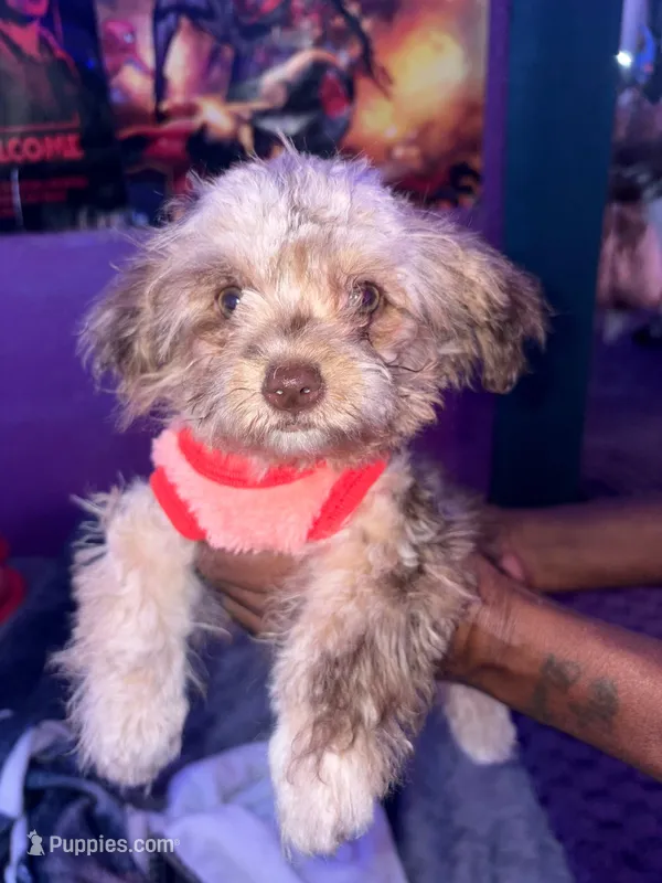 Mini me – Yorkipoo puppy for sale in North Las Vegas, NV