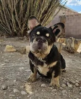 Kona, a male French Bulldog for sale in North Las Vegas, NV – 2 of 10