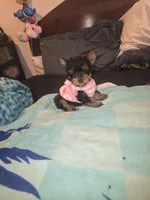 Miss bubbles, a female Yorkshire Terrier for sale in North Las Vegas, NV – 2 of 7