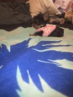 Miss bubbles, a female Yorkshire Terrier for sale in North Las Vegas, NV – 6 of 7