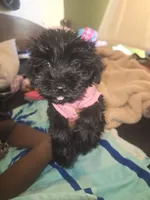 Lily bell, a female Yorkshire Terrier and Morkie for sale in North Las Vegas, NV – 3 of 8