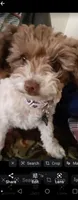 Mini me, a female Yorkipoo for sale in North Las Vegas, NV – 6 of 7