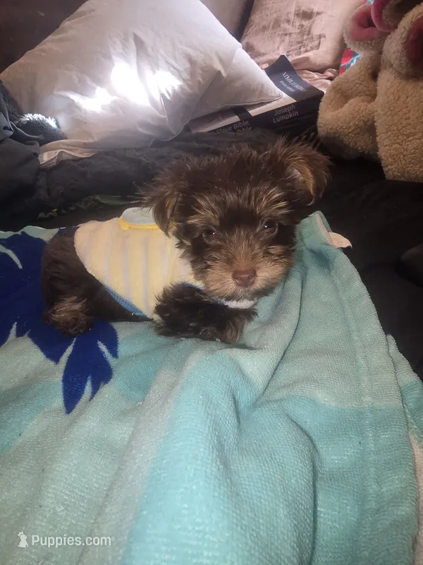 King Zeus. – Yorkshire Terrier puppy for sale in North Las Vegas, NV