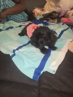 Lily bell, a female Yorkshire Terrier and Morkie for sale in North Las Vegas, NV – 2 of 8