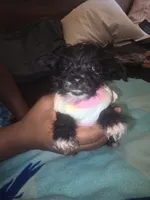 Little, a female Morkie for sale in North Las Vegas, NV – 2 of 6