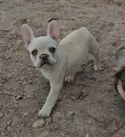 Cashew , a female French Bulldog for sale in North Las Vegas, NV – 9 of 9