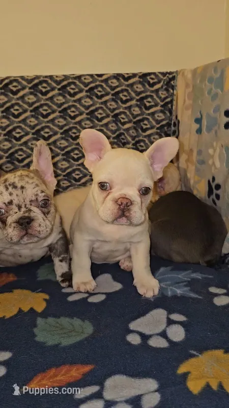 Cashew  – French Bulldog puppy for sale in North Las Vegas, NV
