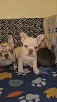 Cashew , a female French Bulldog for sale in North Las Vegas, NV – Photo 1 of 10