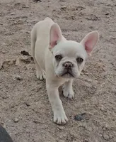 Cashew , a female French Bulldog for sale in North Las Vegas, NV – 8 of 9