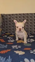 Cashew , a female French Bulldog for sale in North Las Vegas, NV – Photo 4 of 10
