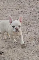 Cashew , a female French Bulldog for sale in North Las Vegas, NV – 7 of 9