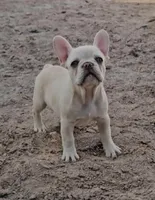 Cashew , a female French Bulldog for sale in North Las Vegas, NV – 5 of 9