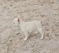 Cashew , a female French Bulldog for sale in North Las Vegas, NV – 3 of 9