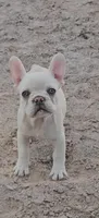 Cashew , a female French Bulldog for sale in North Las Vegas, NV – 6 of 9
