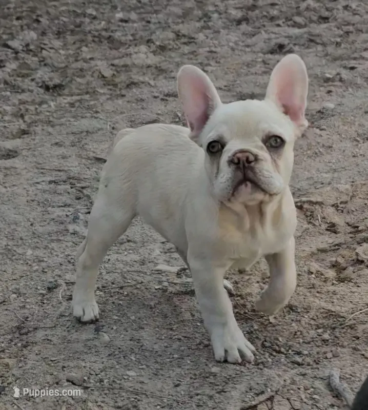 Cashew  – French Bulldog puppy for sale in North Las Vegas, NV