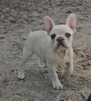 Cashew , a female French Bulldog for sale in North Las Vegas, NV – 1 of 9