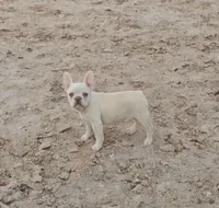 Cashew , a female French Bulldog for sale in North Las Vegas, NV – 4 of 9