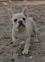 Cashew , a female French Bulldog for sale in North Las Vegas, NV – 2 of 9