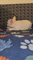 Cashew , a female French Bulldog for sale in North Las Vegas, NV – Photo 7 of 10