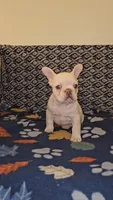 Cashew , a female French Bulldog for sale in North Las Vegas, NV – Photo 9 of 10