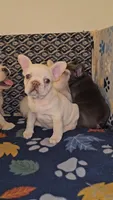 Cashew , a female French Bulldog for sale in North Las Vegas, NV – Photo 8 of 10