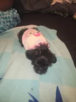 Little bit, a male Morkie for sale in North Las Vegas, NV – 2 of 6
