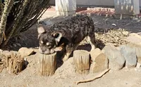 Kona, a male French Bulldog for sale in North Las Vegas, NV – 4 of 10