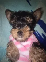 Miss bubbles, a female Yorkshire Terrier for sale in North Las Vegas, NV – 1 of 7