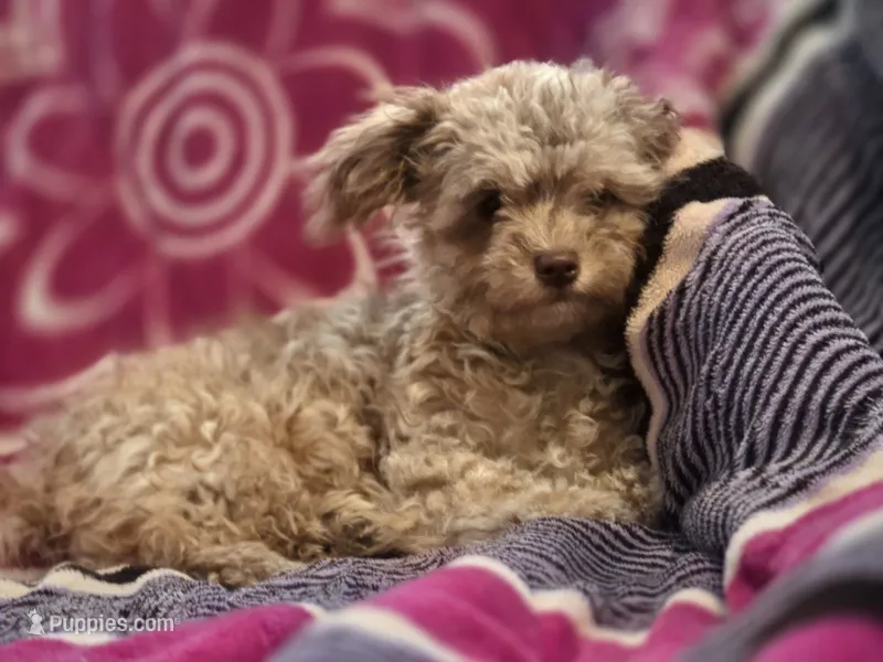 Mini me – Yorkipoo puppy for sale in North Las Vegas, NV
