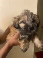 Zane, a male Maltipoo and Yorkshire Terrier for sale in North Las Vegas, NV – 1 of 1