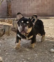 Kona, a male French Bulldog for sale in North Las Vegas, NV – 3 of 10