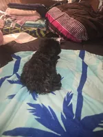 Lily bell, a female Yorkshire Terrier and Morkie for sale in North Las Vegas, NV – 6 of 8