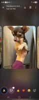 Pee wee, a male Chihuahua for sale in North Las Vegas, NV – 2 of 2