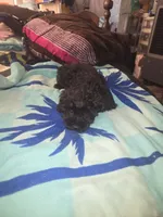 Lily bell, a female Yorkshire Terrier and Morkie for sale in North Las Vegas, NV – 8 of 8