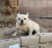 Ghost, a male French Bulldog for sale in North Las Vegas, NV – 4 of 6