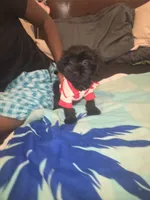 Duke, a male Morkie for sale in North Las Vegas, NV – 1 of 8