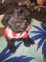 Duke, a male Morkie for sale in North Las Vegas, NV – 6 of 8