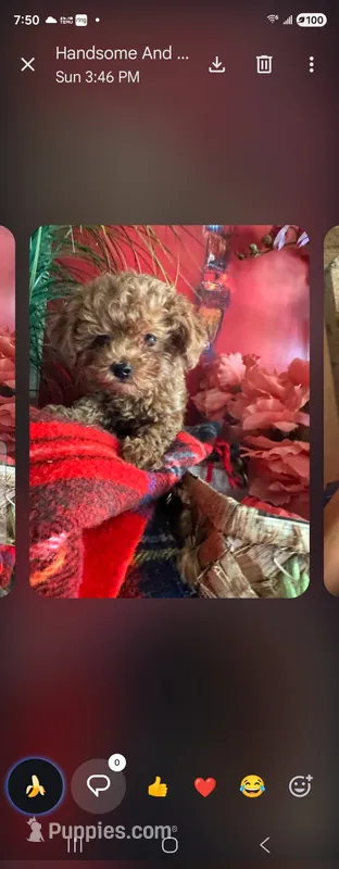 King – Maltipoo puppy for sale in North Las Vegas, NV
