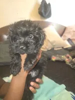 Cleola, a female Morkie for sale in North Las Vegas, NV – 6 of 6
