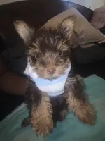 Danello., a male Yorkshire Terrier for sale in North Las Vegas, NV – 6 of 6
