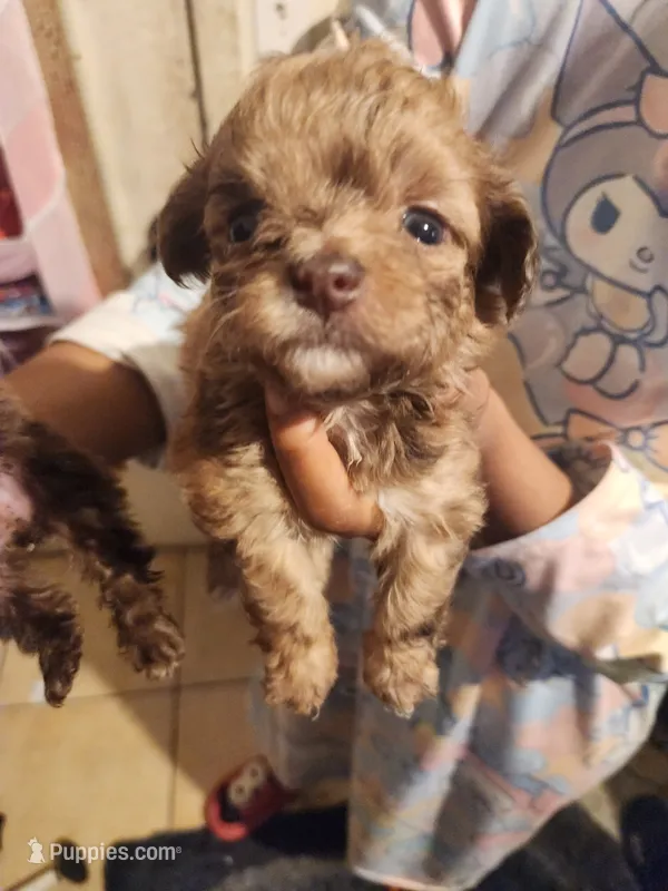 Mini me – Yorkipoo puppy for sale in North Las Vegas, NV