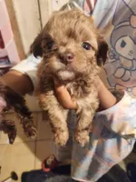 Mini me, a female Yorkipoo for sale in North Las Vegas, NV – 1 of 7
