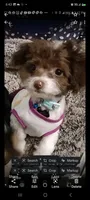 Mini me, a female Yorkipoo for sale in North Las Vegas, NV – 5 of 7