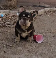 Kona, a male French Bulldog for sale in North Las Vegas, NV – 9 of 10