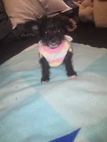 Little, a female Morkie for sale in North Las Vegas, NV – 6 of 6