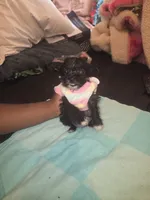 Little, a female Morkie for sale in North Las Vegas, NV – 5 of 6