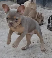 Ezekiel, a male French Bulldog for sale in North Las Vegas, NV – Photo 7 of 10